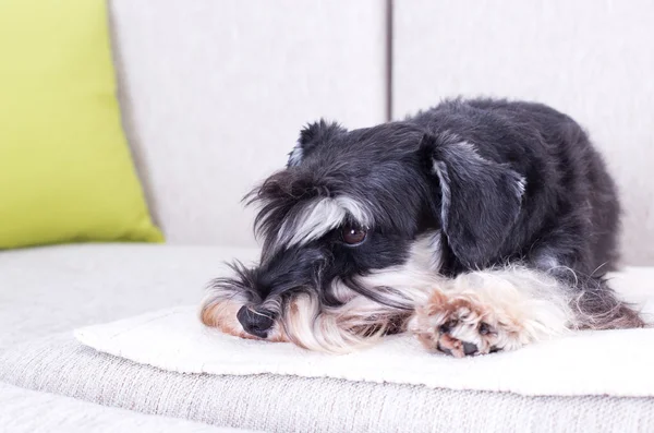 Lindo perro acostado en sofá —  Fotos de Stock