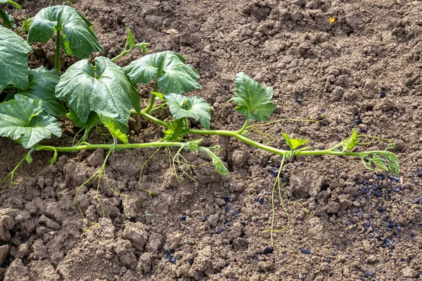 Green Zucchini Leaf Growing Garden — Stock Photo, Image