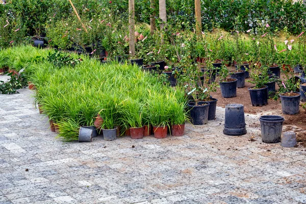 Instalação Plantas Naturais Decorativas Conceito Embelezamento Jardim Foco Seletivo — Fotografia de Stock