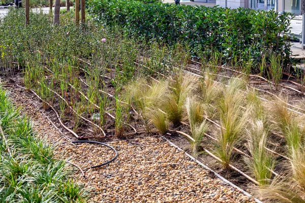 Flower beds and drip irrigation systems with black earth and decorative stones. Concept of beautification of the garden. Selective focus. — Stock Image Flower Beds Drip Irrigation Systems Black Earth Decorative Stones Concept Stock Image