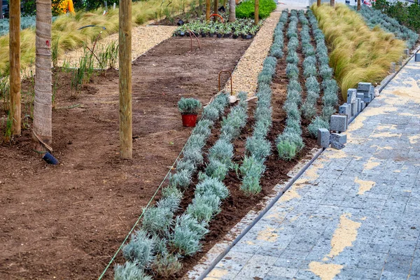 Installing flower beds with black earth and decorative stones. Concept of beautification of the garden. Selective focus. — Stock Image Installing Flower Beds Black Earth Decorative Stones Concept Beautification Garden Stock Photo