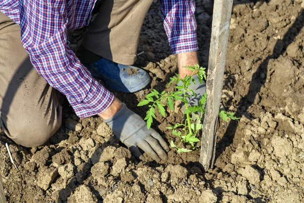 Mãos Jardineiro Sênior Plantando Mudas Tomate Chão Foco Seletivo — Fotografia de Stock