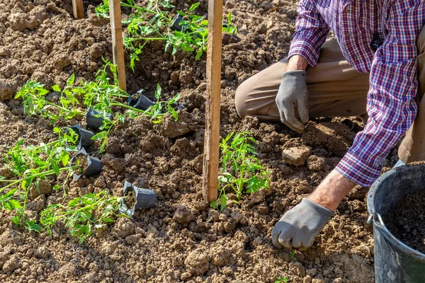 Spring Planting Senior Hand Transplanting Tomato Seedling Ground Selective Focus — Stock Photo, Image