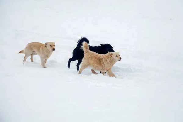 Drie Honden Rennen Tegen Het Besneeuwde Winterlandschap Aan — Stockfoto