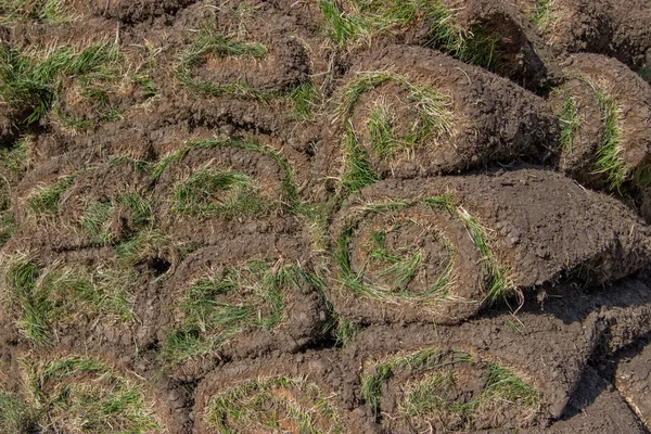 Pile of sod rolls background — Stock Photo, Image