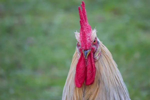 Beautiful head of a rooster 2 — Stock Photo, Image