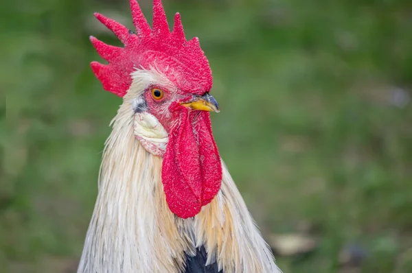 Beautiful head of a rooster 4 — Stock Photo, Image