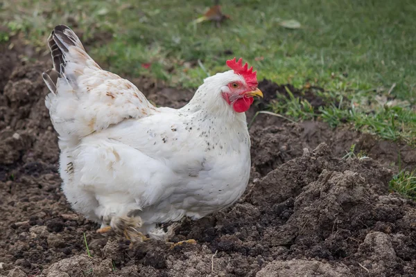 Bahçede 2 tırmalamak tavuk — Stok fotoğraf