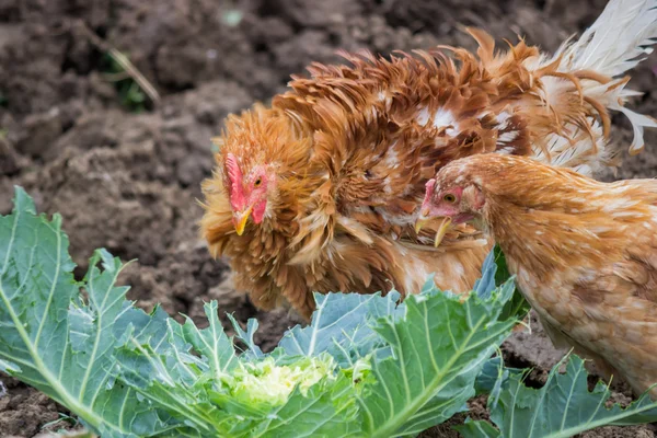 Hungriga kycklingar äter kål — Stockfoto