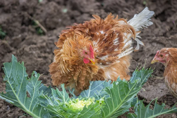 Hungrig kycklingar äter kål 2 — Stockfoto