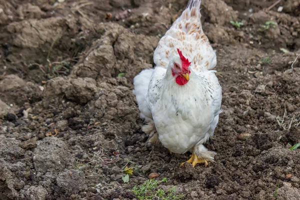 Курица царапается в саду — стоковое фото