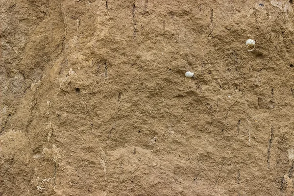 カタツムリの殻を土壌テクスチャ — ストック写真