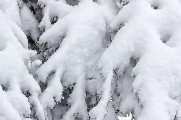 Ramo em fundo de neve fresca — Fotografia de Stock