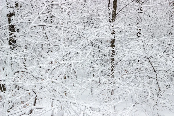 Äste Hintergrund mit Schnee bedeckt — Stockfoto