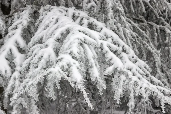 Ramos de abeto em neve fresca — Fotografia de Stock