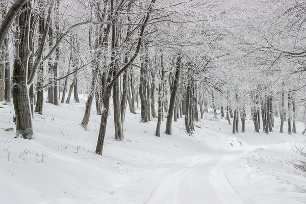 Orman yolu kışın 4 — Stok fotoğraf