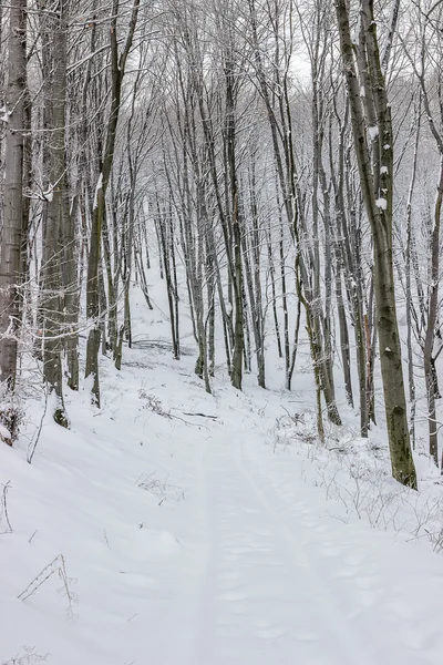 Waldstraße in winterlicher Landschaft — Stockfoto