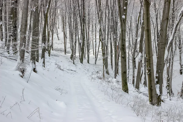 Kışın orman yolu — Stok fotoğraf