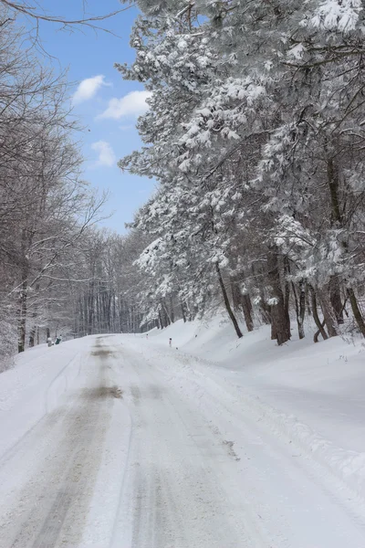 Im Wald verschneite Bergstraße — Stockfoto