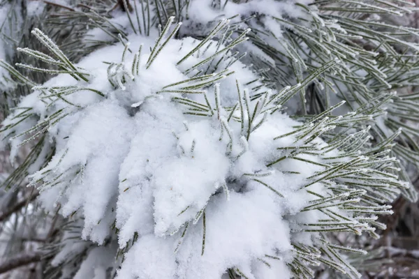 Karla kaplı çam dalları — Stok fotoğraf