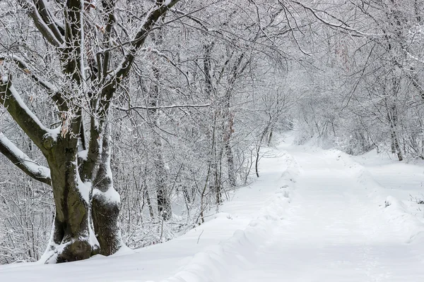 Dağ yolu karla kaplı ormanda — Stok fotoğraf