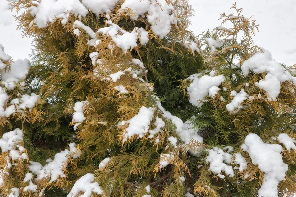 Neve em um thuja ramos — Fotografia de Stock