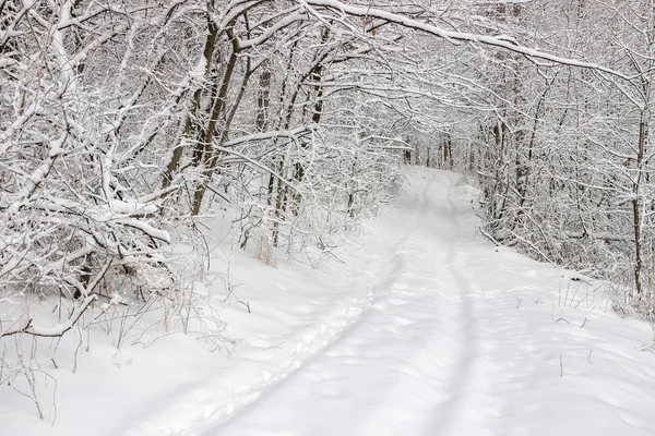 Schneeglätte Straße zwischen schneebedeckten Bäumen 3 — Stockfoto