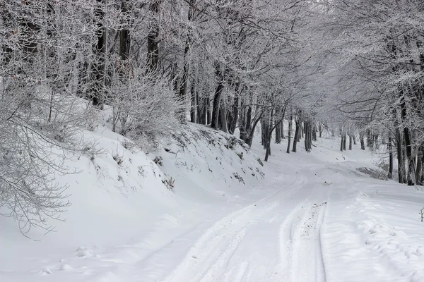 Ağaçlar arasında kar karlı yol kaplı — Stok fotoğraf