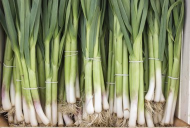 bunch of young spring onions clipart