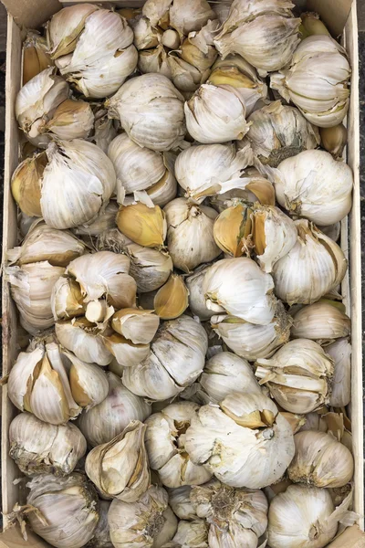 Big garlic heads background — Stock Photo, Image