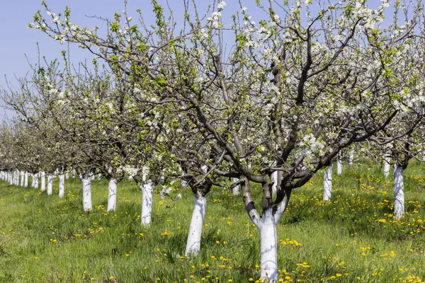 Alberi di prugne periodo di fioritura, frutteto primaverile — Foto Stock