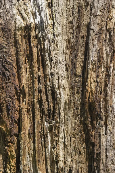 Wooden texture damaged by fire and woodworm — Stock Photo, Image