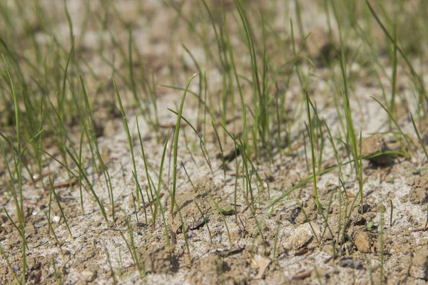 Młoda trawa i gleby — Zdjęcie stockowe