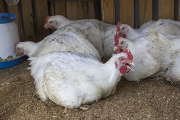 Pollos de engorde en gallinero casero 2 — Foto de Stock