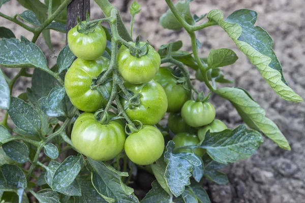 Stäng av grön tomat som växer i trädgården — Stockfoto