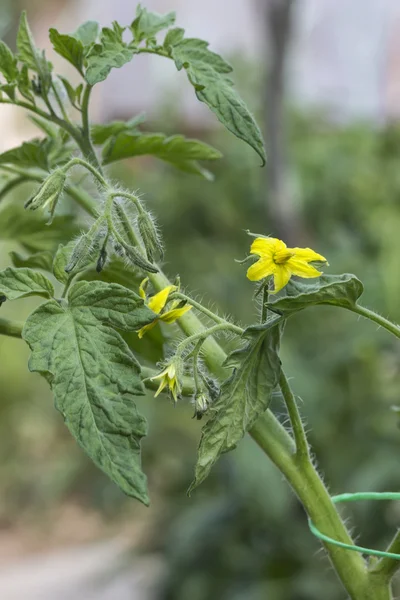 关闭的番茄花 — 图库照片