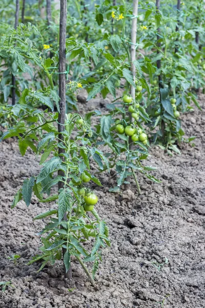 Växande tomater med tomat stakes — Stockfoto