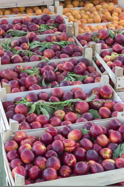 Kisten mit Nektarinen und Aprikosen auf Bauernmarkt — Stockfoto