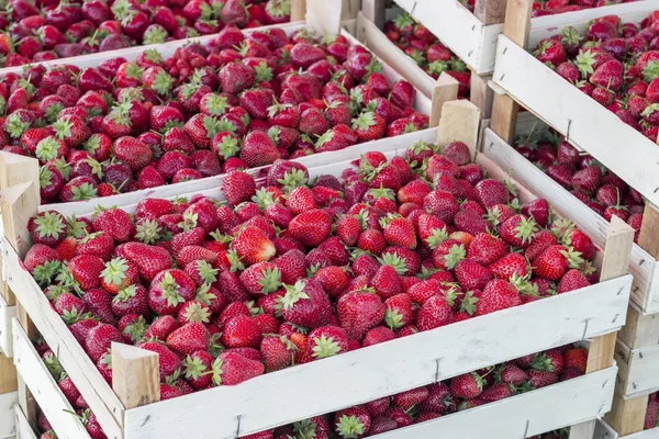 農民市場でイチゴの箱 — ストック写真
