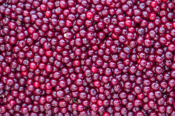 Sour cherries background — Stock Photo, Image