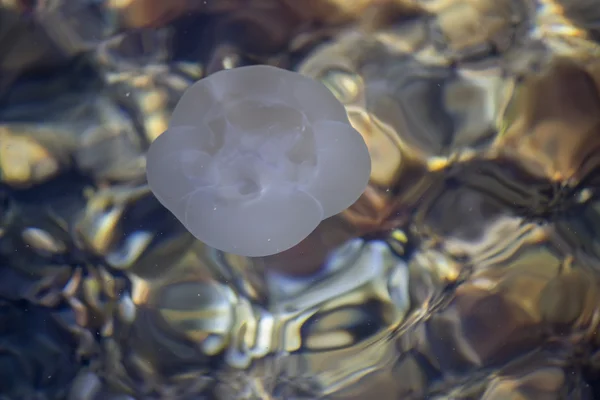 Moon jellyfish floats on the surface 2 — Stock Photo, Image