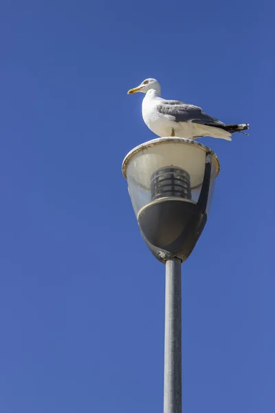 Gaivota no posto contra um fundo de céu claro — Fotografia de Stock