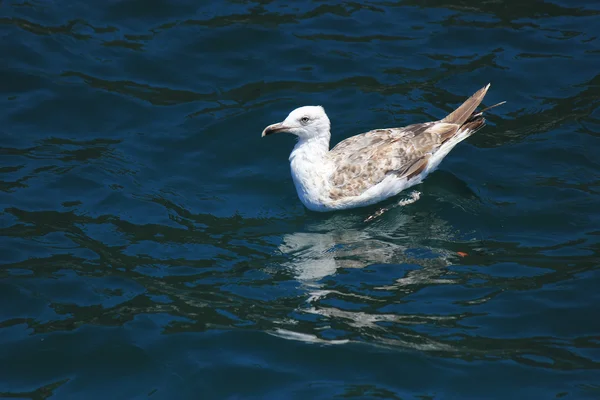 Gaivota jovem na água do mar — Fotografia de Stock