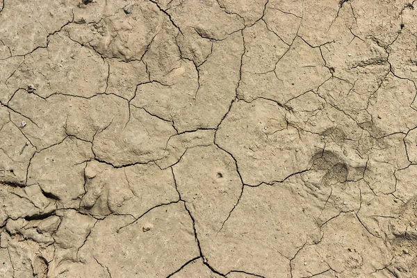 Close of soil drought cracked background — Stock Photo, Image