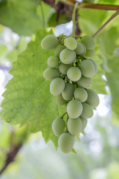 Anbau grüner Trauben an Weinreben im Garten — Stockfoto