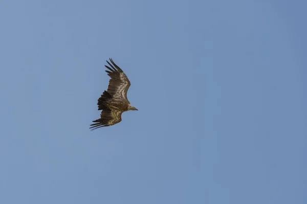 Griffon Korppikotka lentää 3 — kuvapankkivalokuva