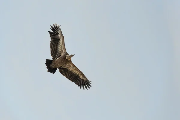 Griffon Korppikotka lentää 2 — kuvapankkivalokuva