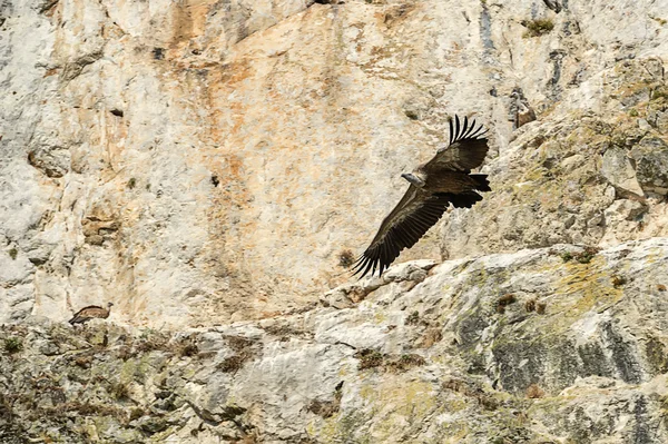 Griffon vulturul zboară — Fotografie, imagine de stoc