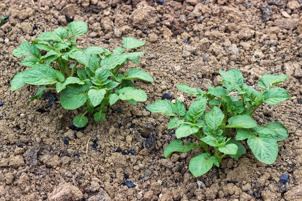 Potato plant growing in garden — Stock Photo, Image