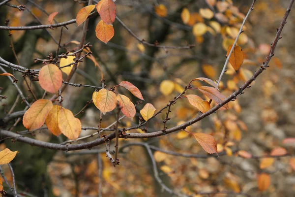Осенние кислые вишневые ветви — стоковое фото